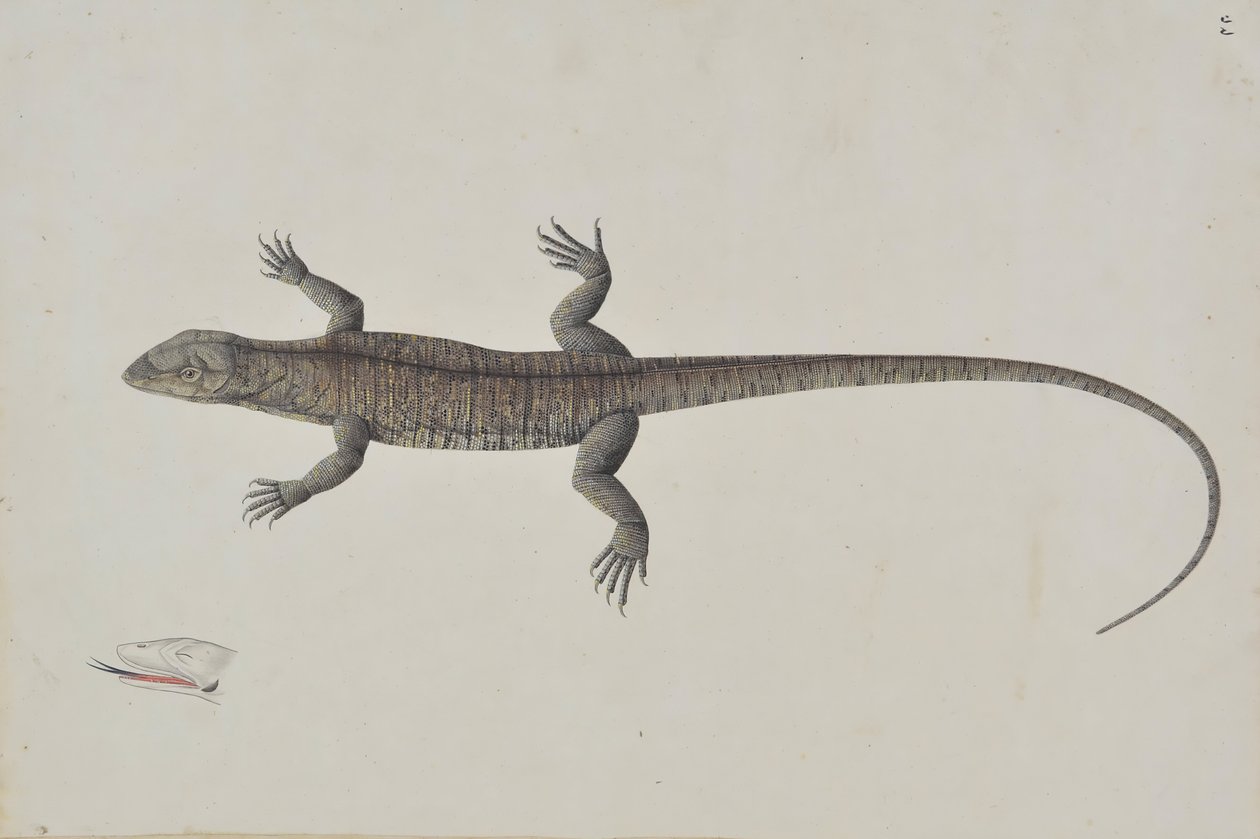 An Indian Bish-Khopra Lizard, ca. 1790 by Unbekannt