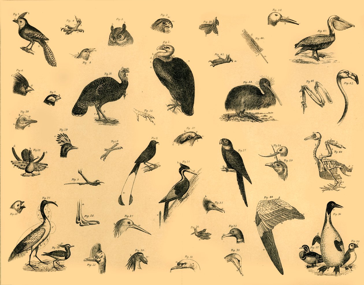 Birds, c1910 by Unbekannt