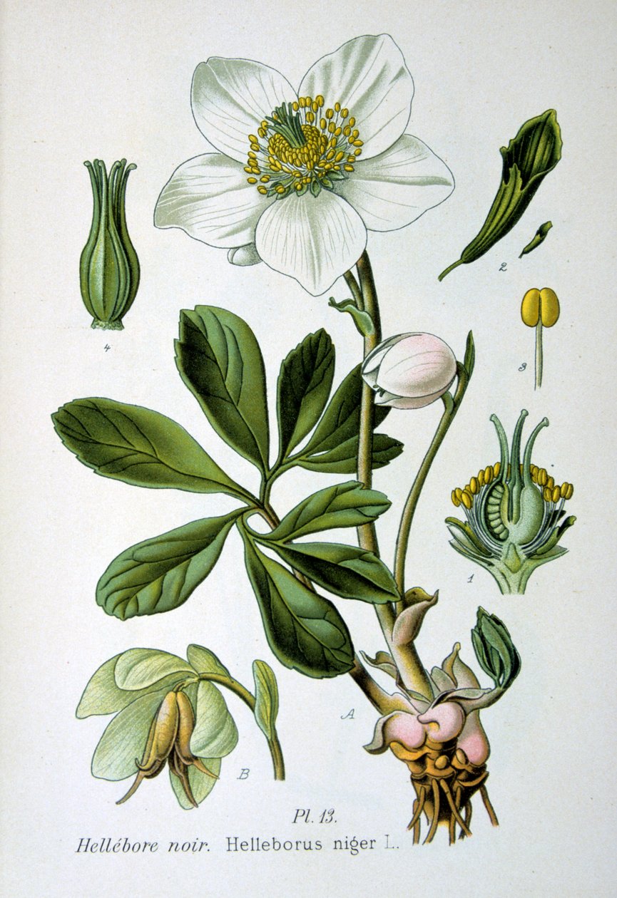 Black Hellebore, 1893 by Unbekannt