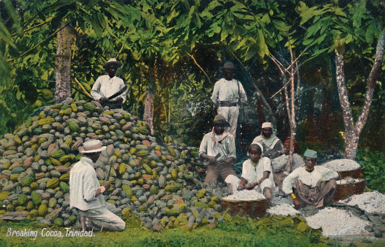 Breaking Cocoa, Trinidad by Unbekannt