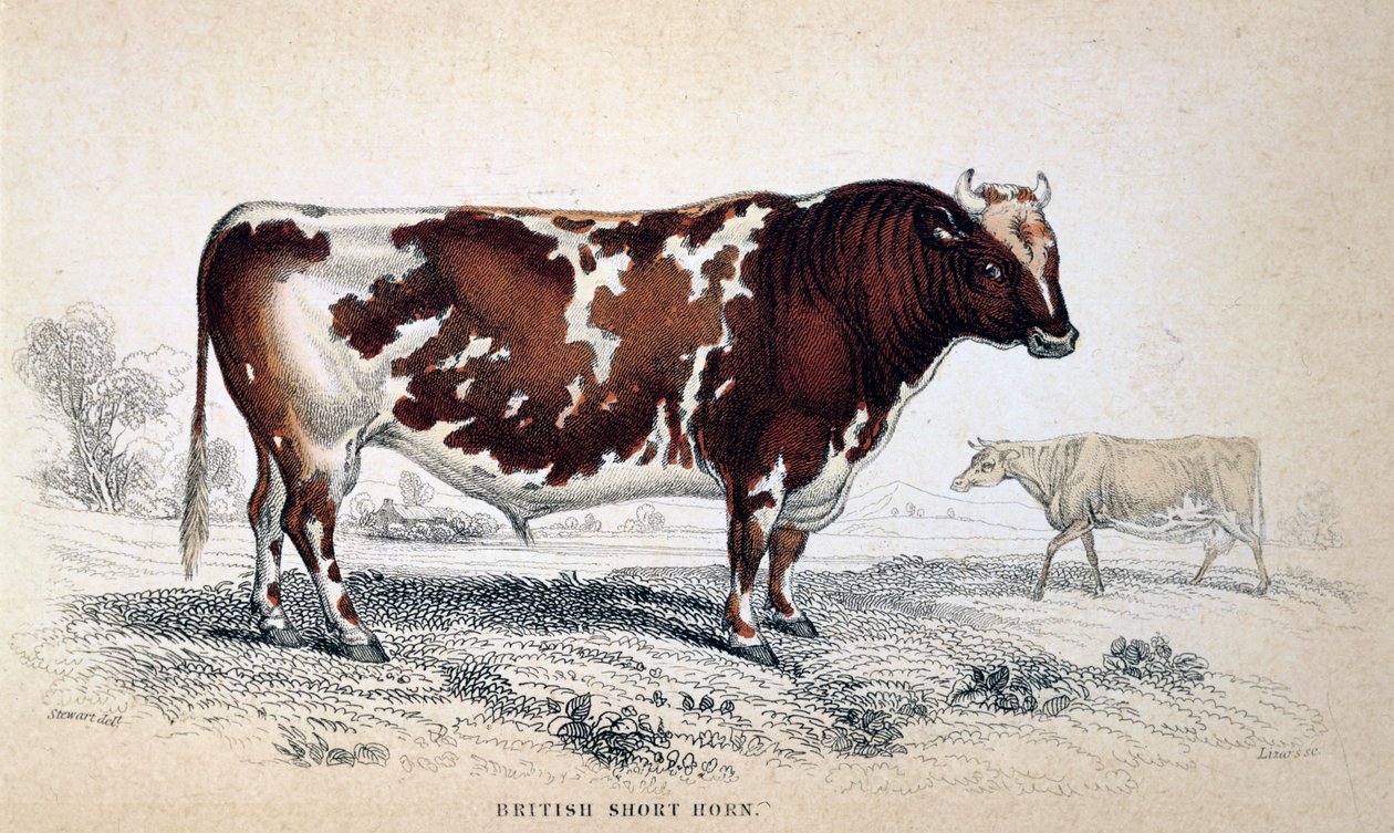 British Short Horn by Unbekannt