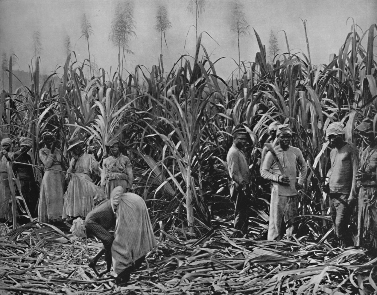 Cane-Cutters in Jamaica by Unbekannt