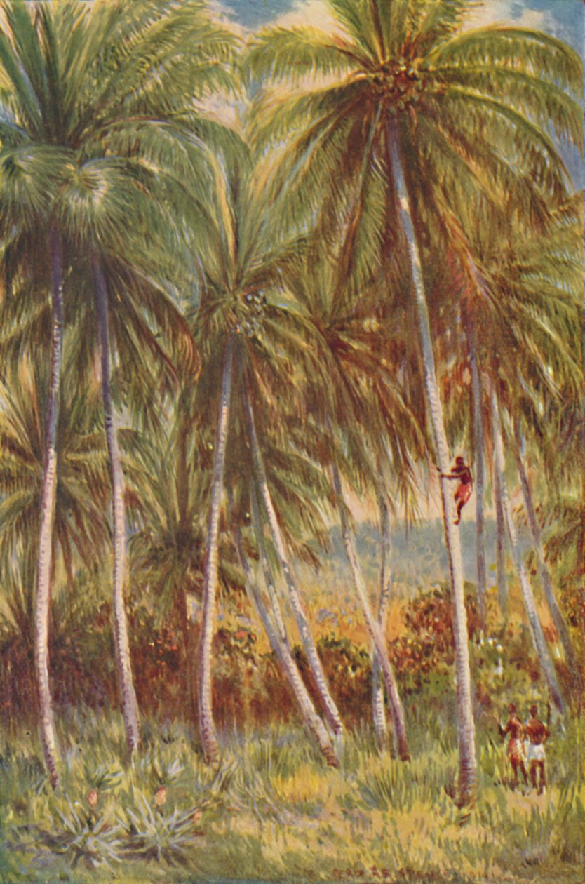 Coco-nut Palms by Unbekannt