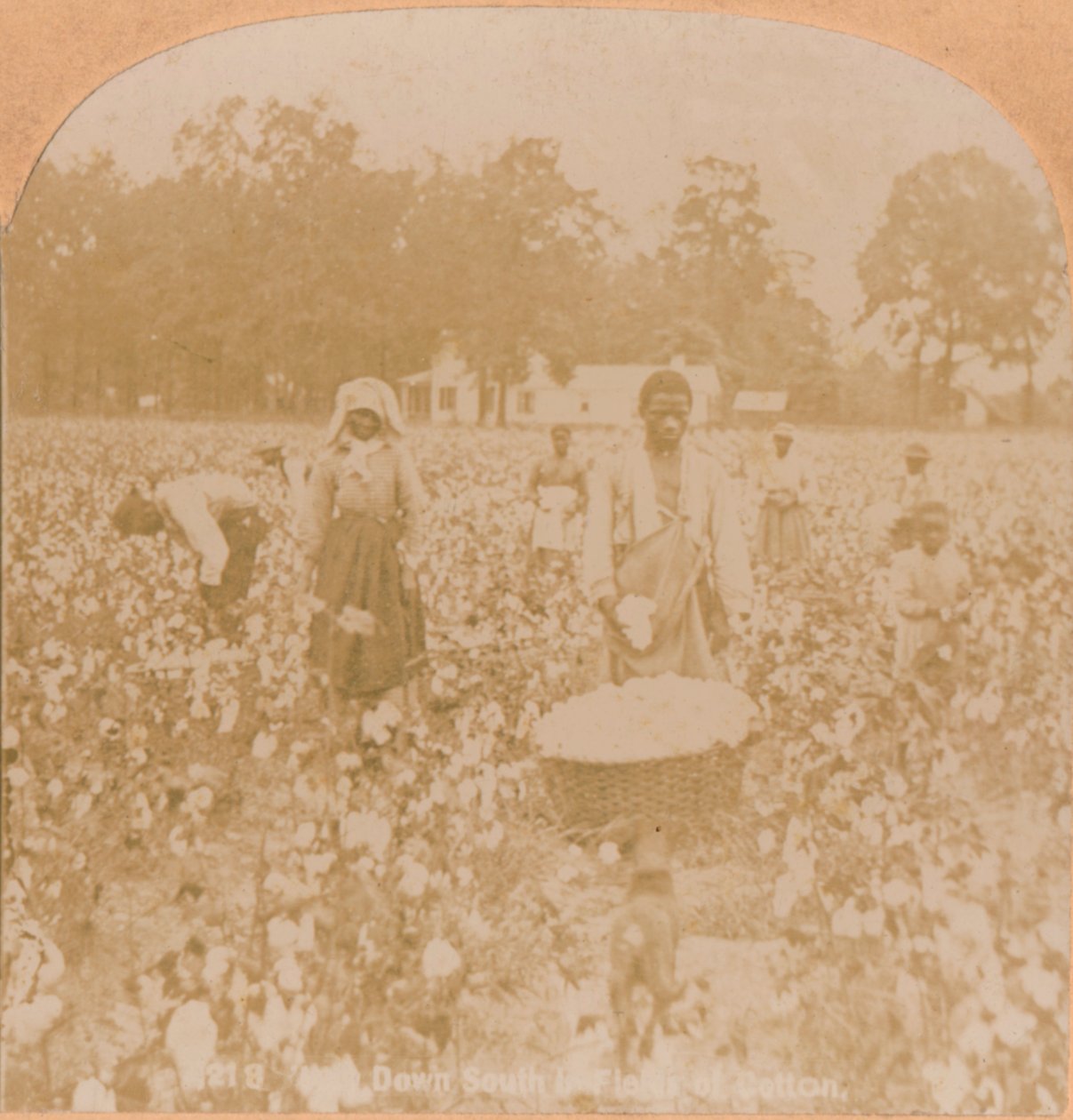 Cotton-Picking by Unbekannt