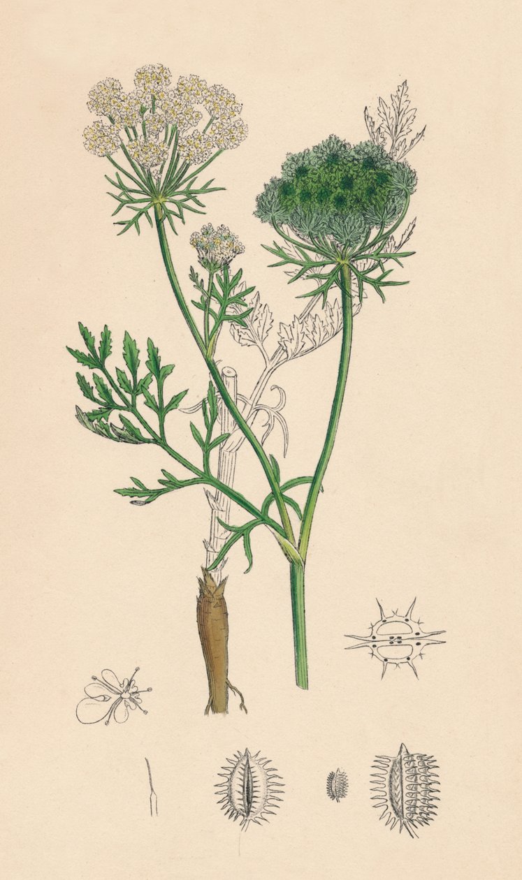 Wild Carrot by Unbekannt
