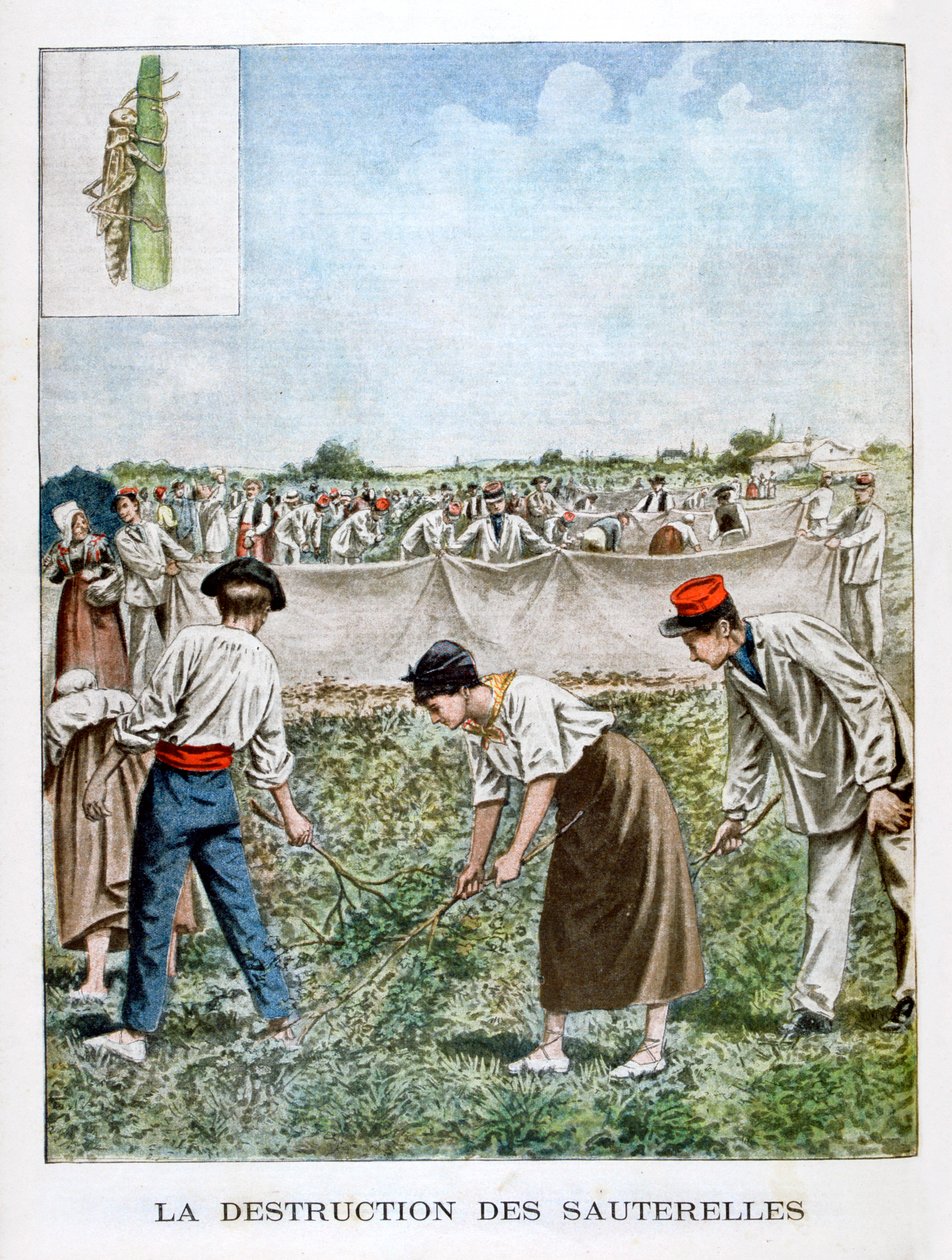 Destroying the grasshopper, 1901 by Unbekannt