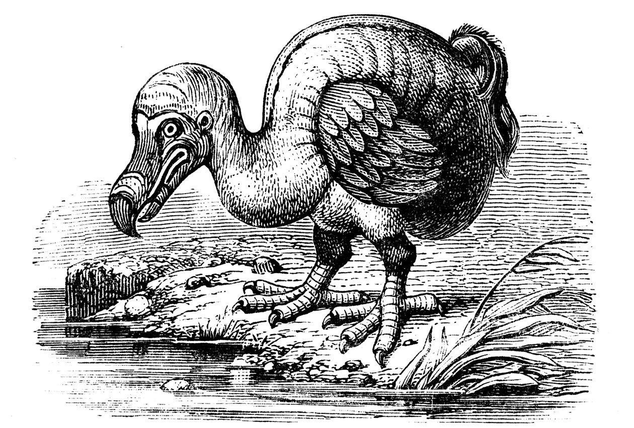 Dodo by Unbekannt