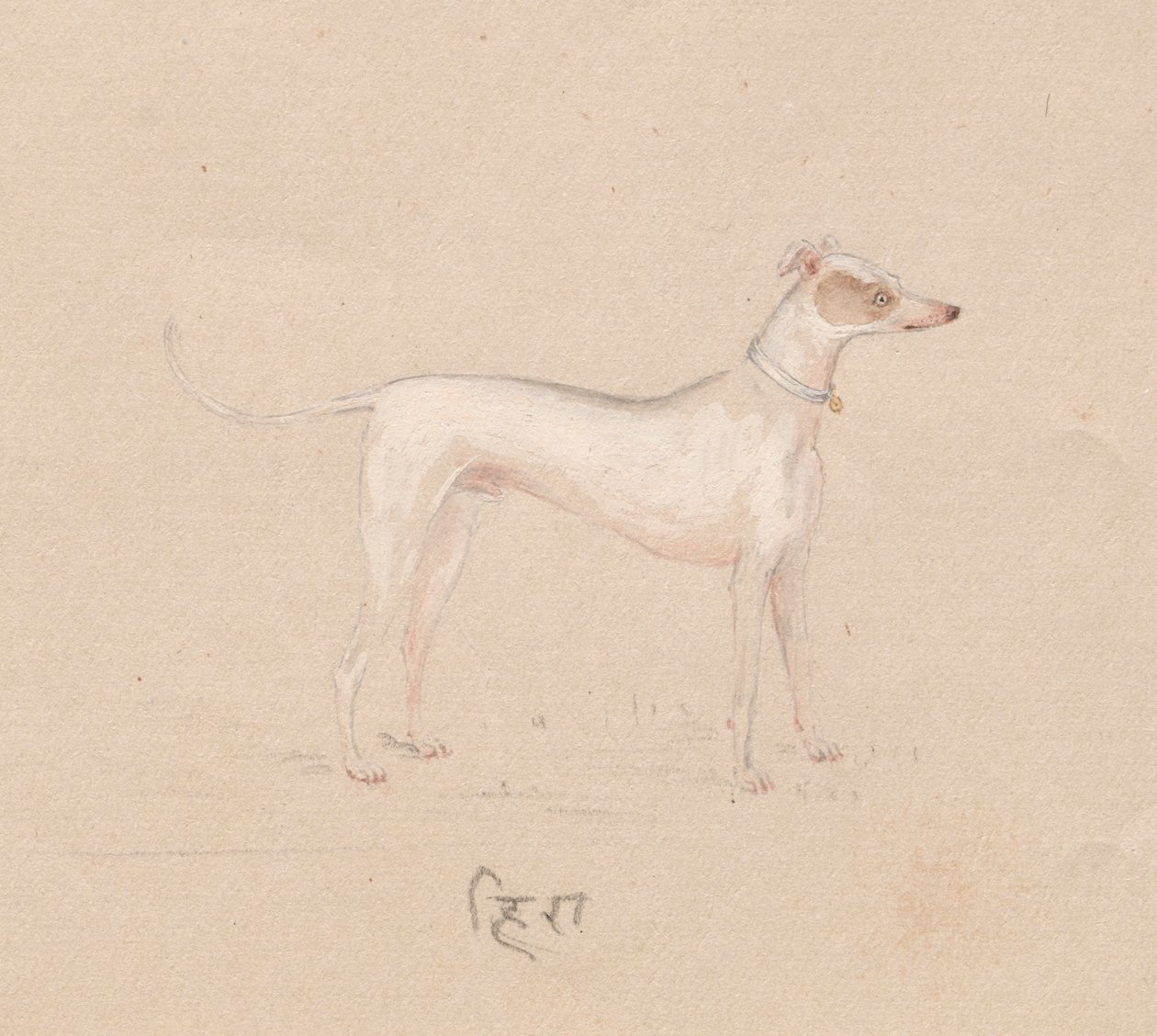 Dog by Unbekannt