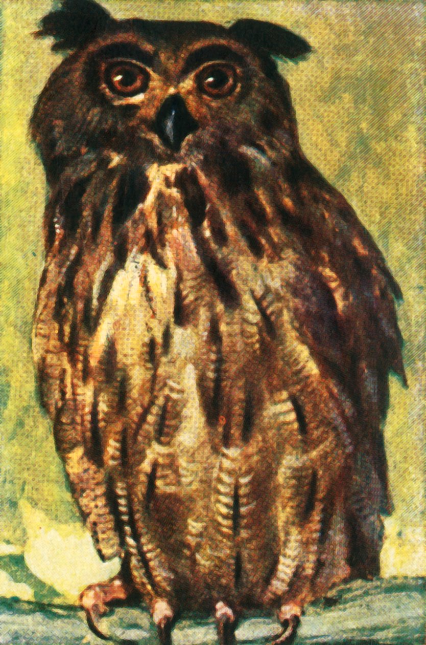 Eagle owl, c1928 by Unbekannt