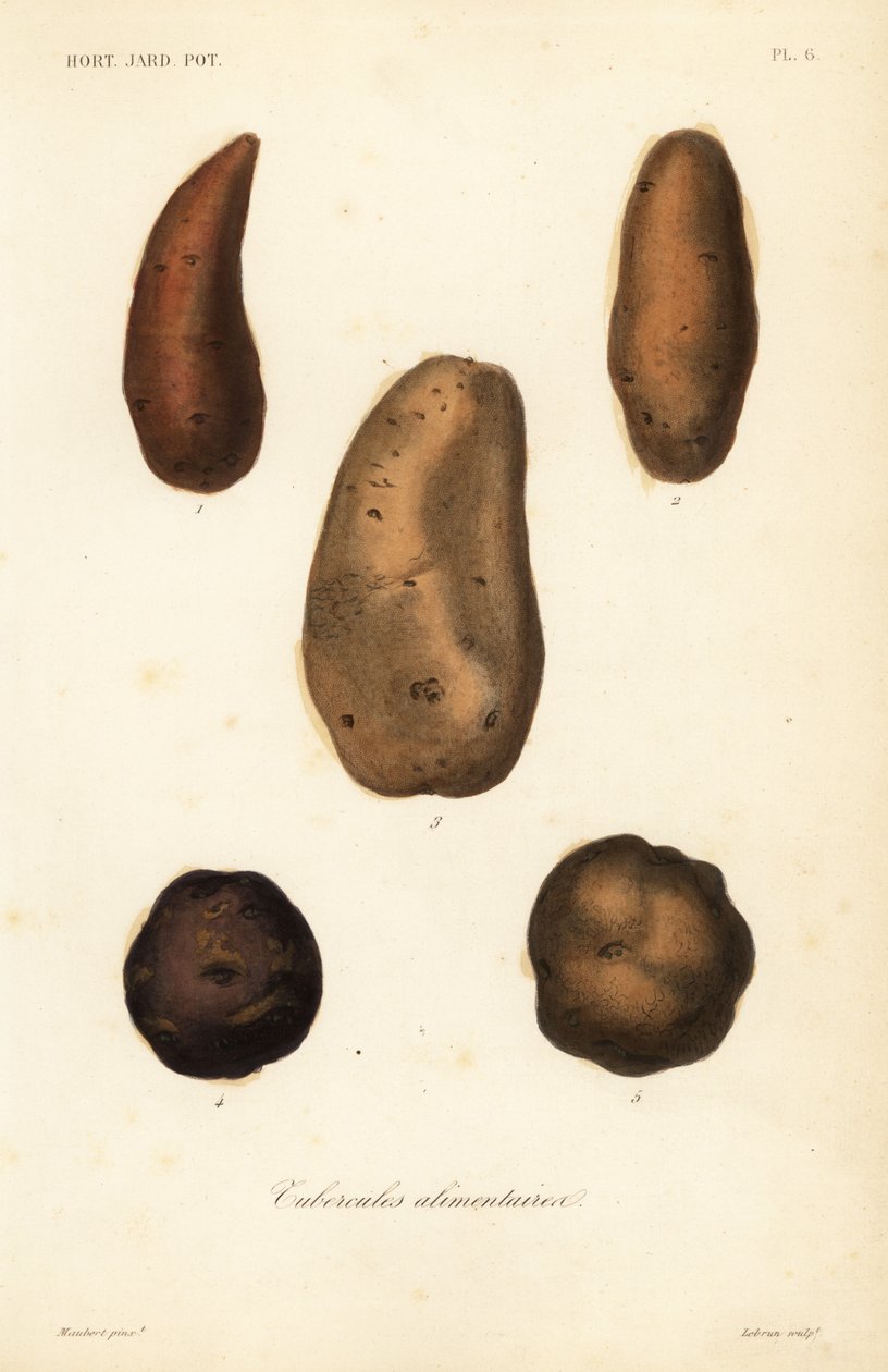 Edible tubers by Unbekannt