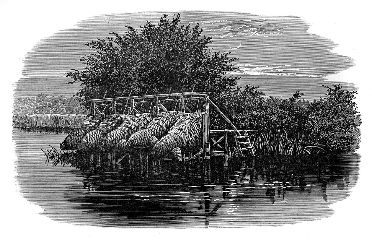 Eel Bucks on the Thames by Unbekannt