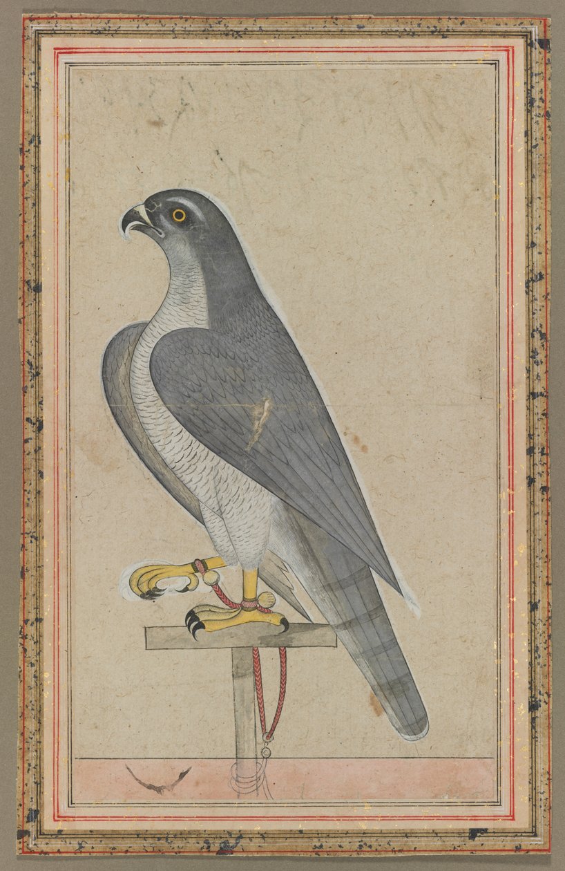 Falcon, c. 1770 by Unbekannt