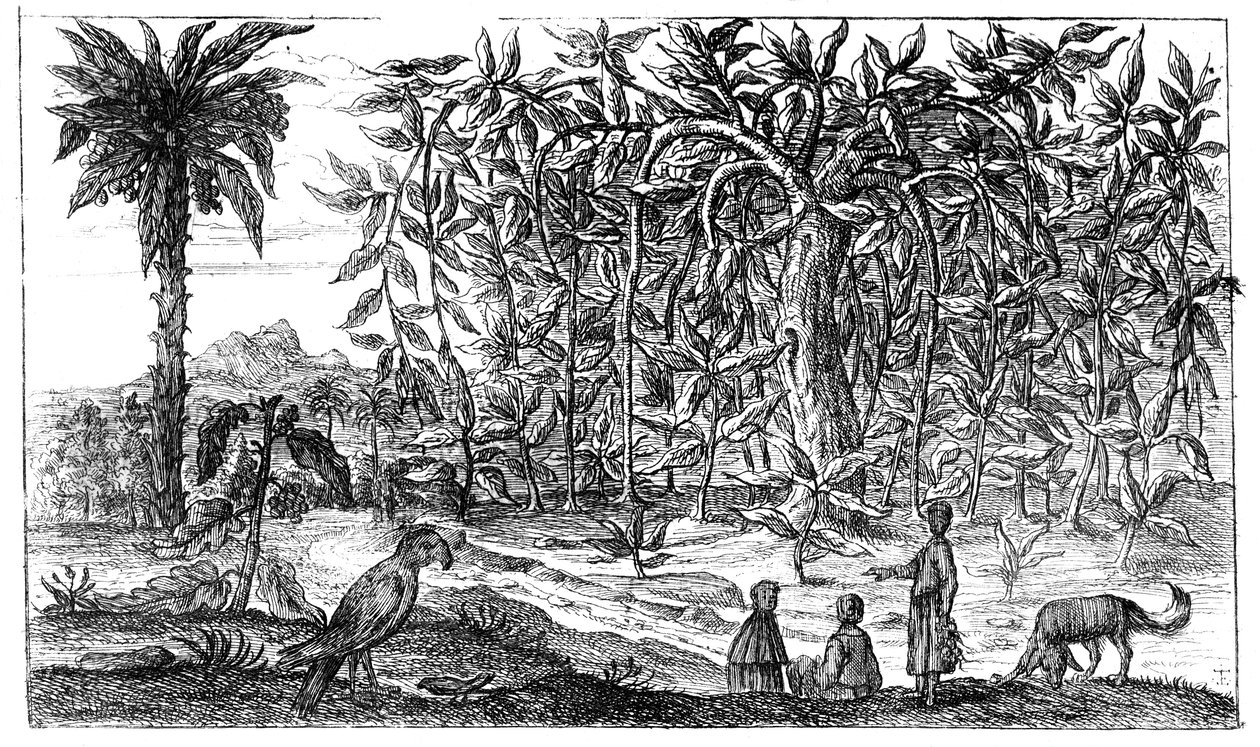 Fig Trees by Unbekannt