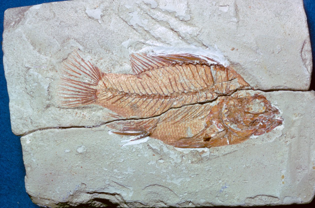 Fossil of a Fish by Unbekannt