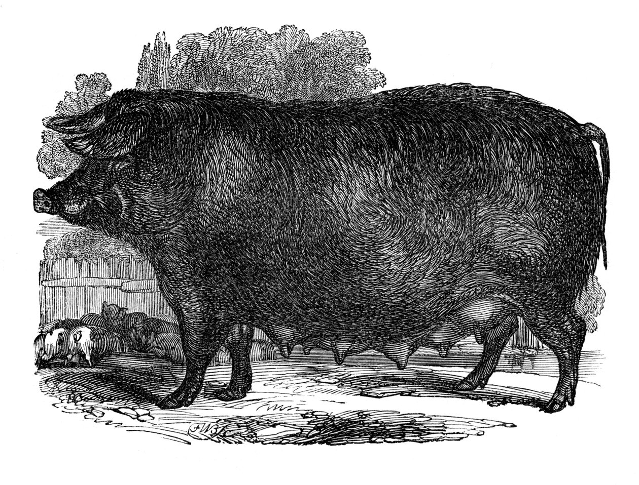 Hampshire sow, 1848 by Unbekannt