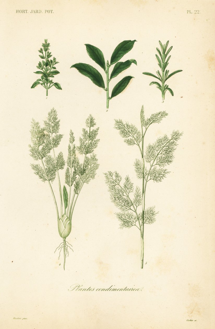 Herbs by Unbekannt