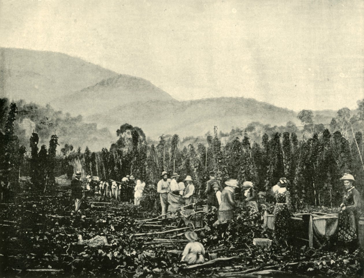 Hop Picking in Tasmania by Unbekannt