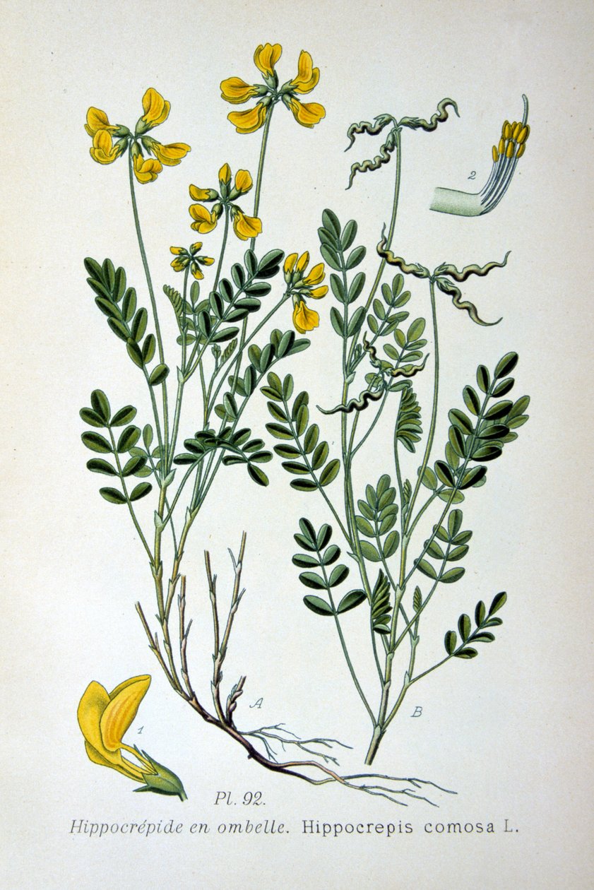 Horseshoe Vetch, 1893 by Unbekannt