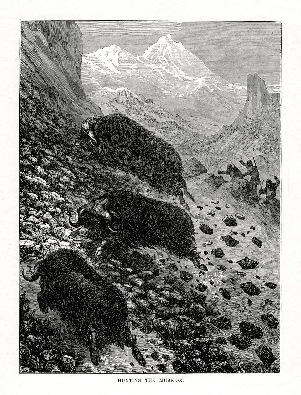 Hunting the Musk-Ox by Unbekannt
