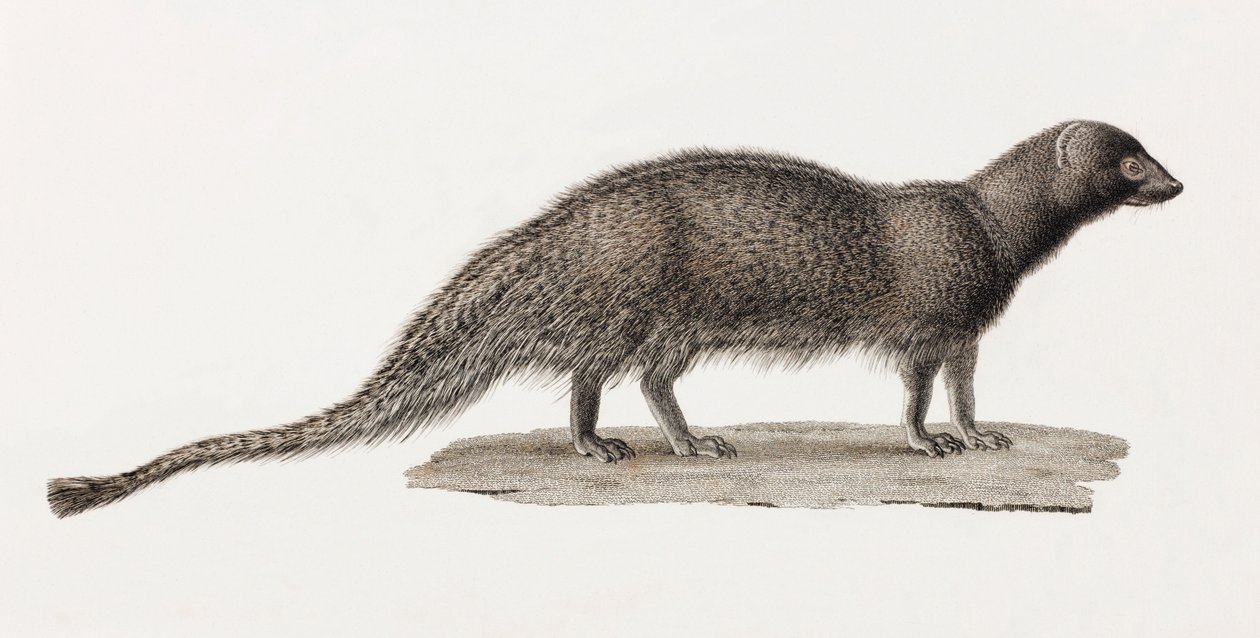 Ichneumon Mongoose by Unbekannt