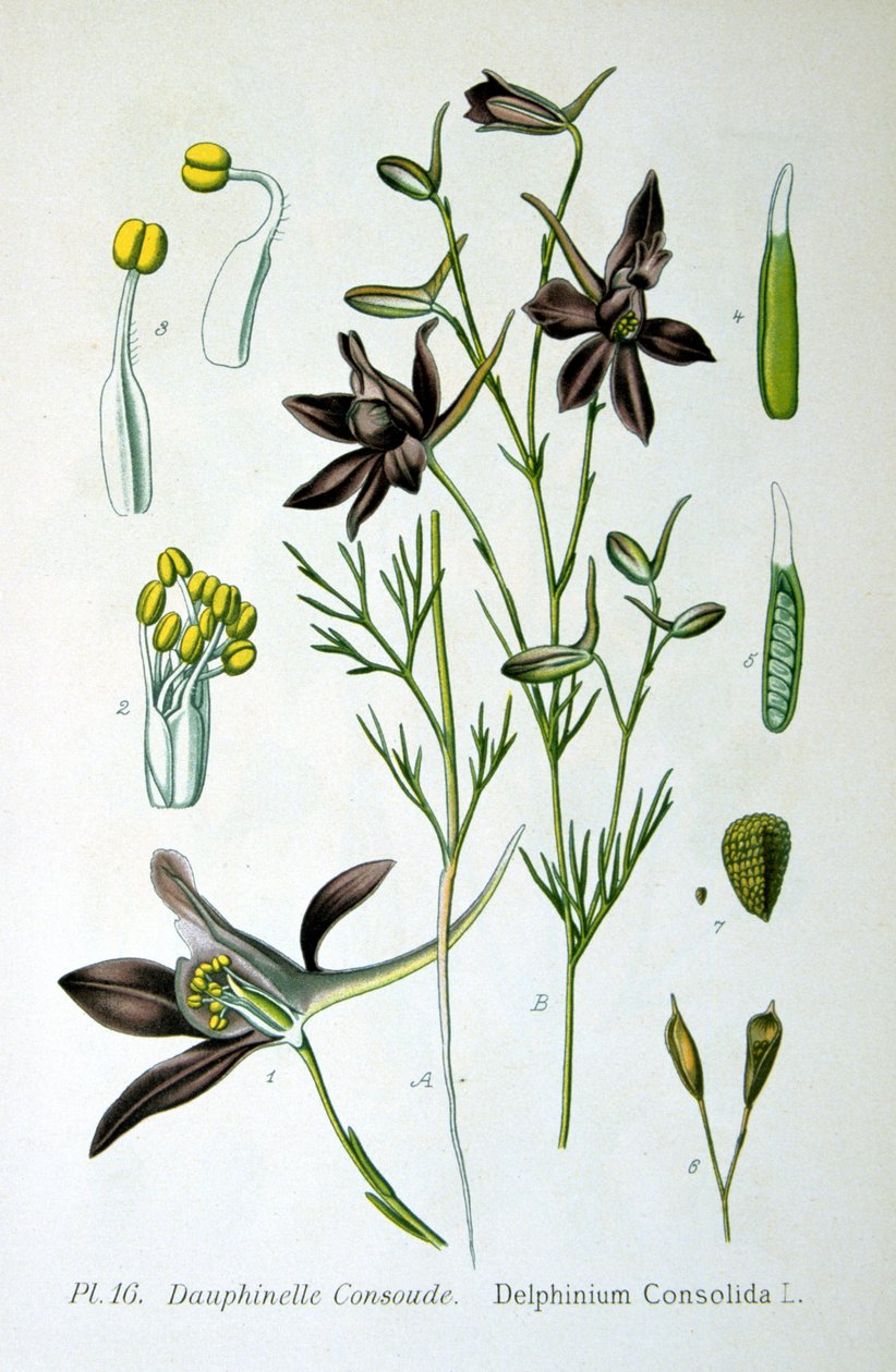 Larkspur, 1893 by Unbekannt