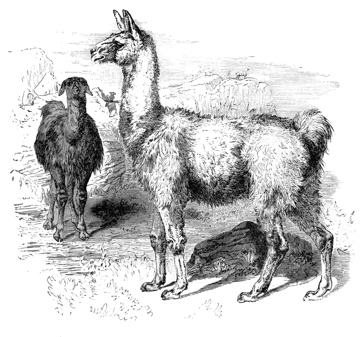 Llamas by Unbekannt