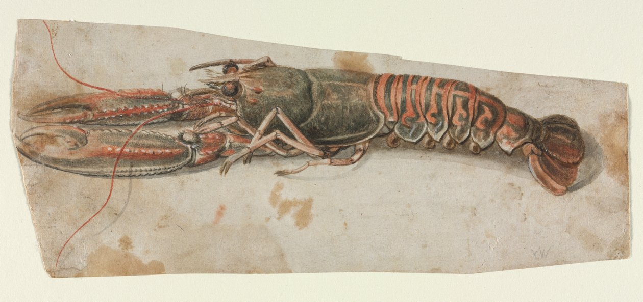 Lobster, 1600s by Unbekannt