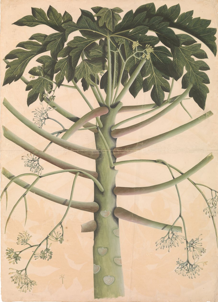 Male Papaya Tree by Unbekannt