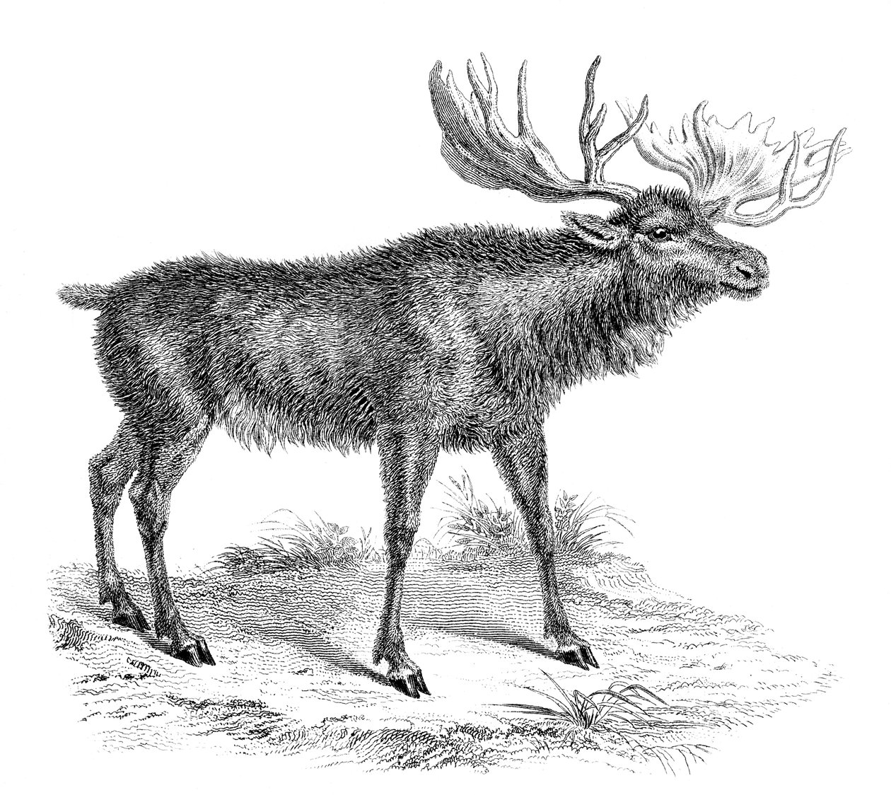 Moose Deer by Unbekannt
