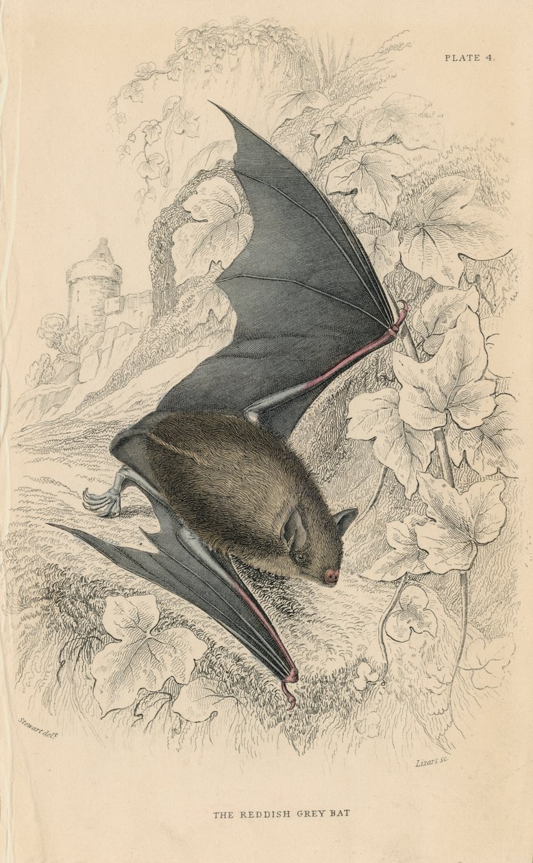 Natterer