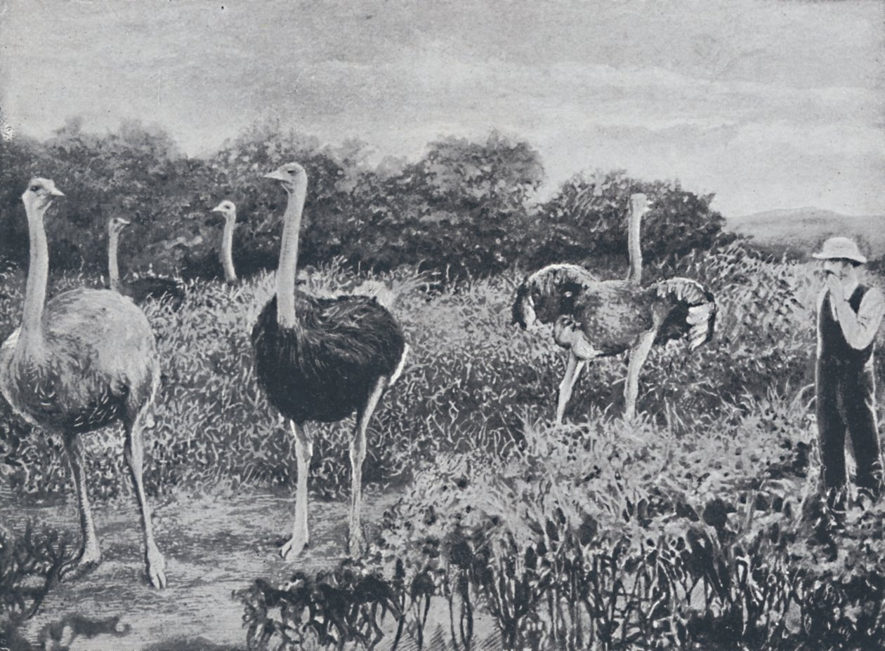 Ostriches by Unbekannt