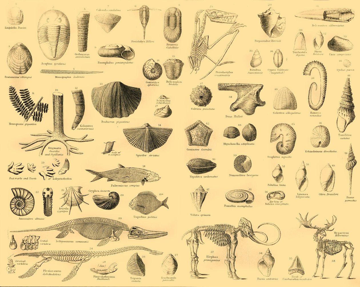 Palaeontology by Unbekannt