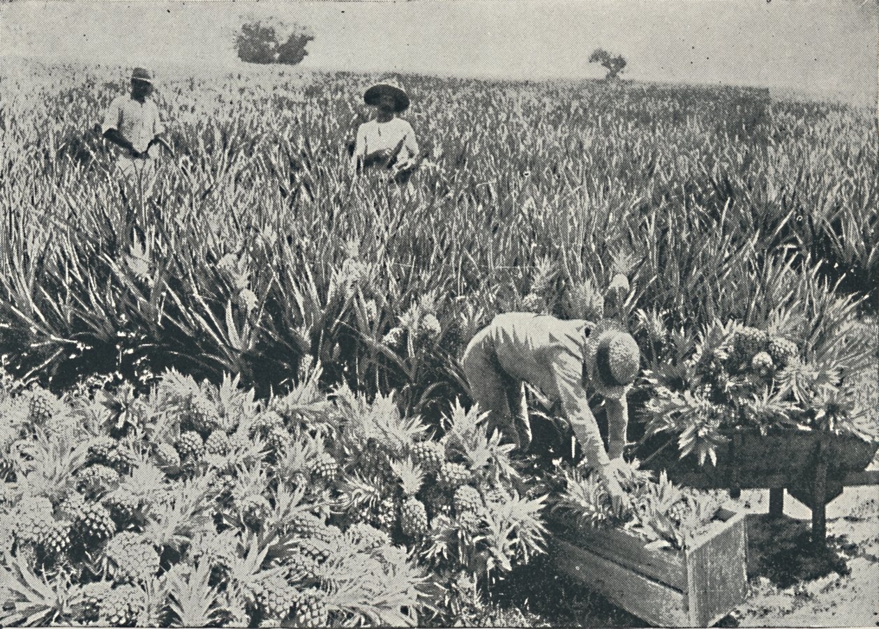 Pine-Apple Plantation by Unbekannt