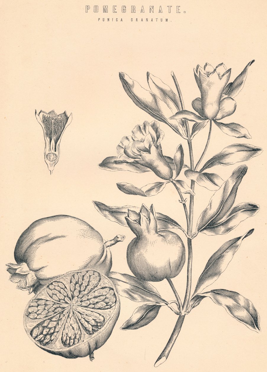 Pomegranate by Unbekannt