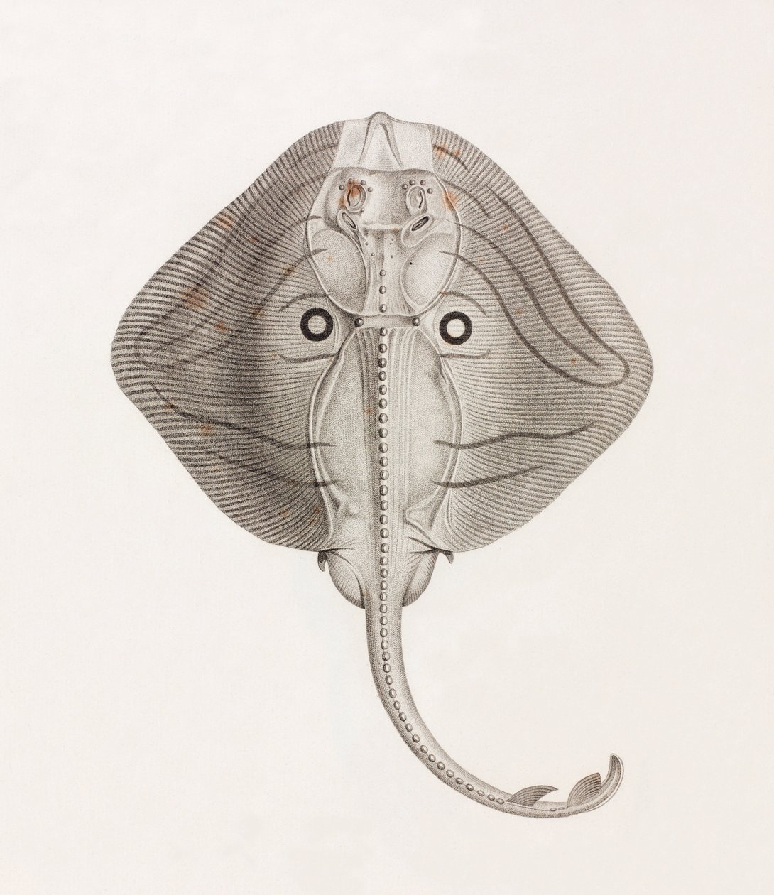 Banded Ray by Unbekannt