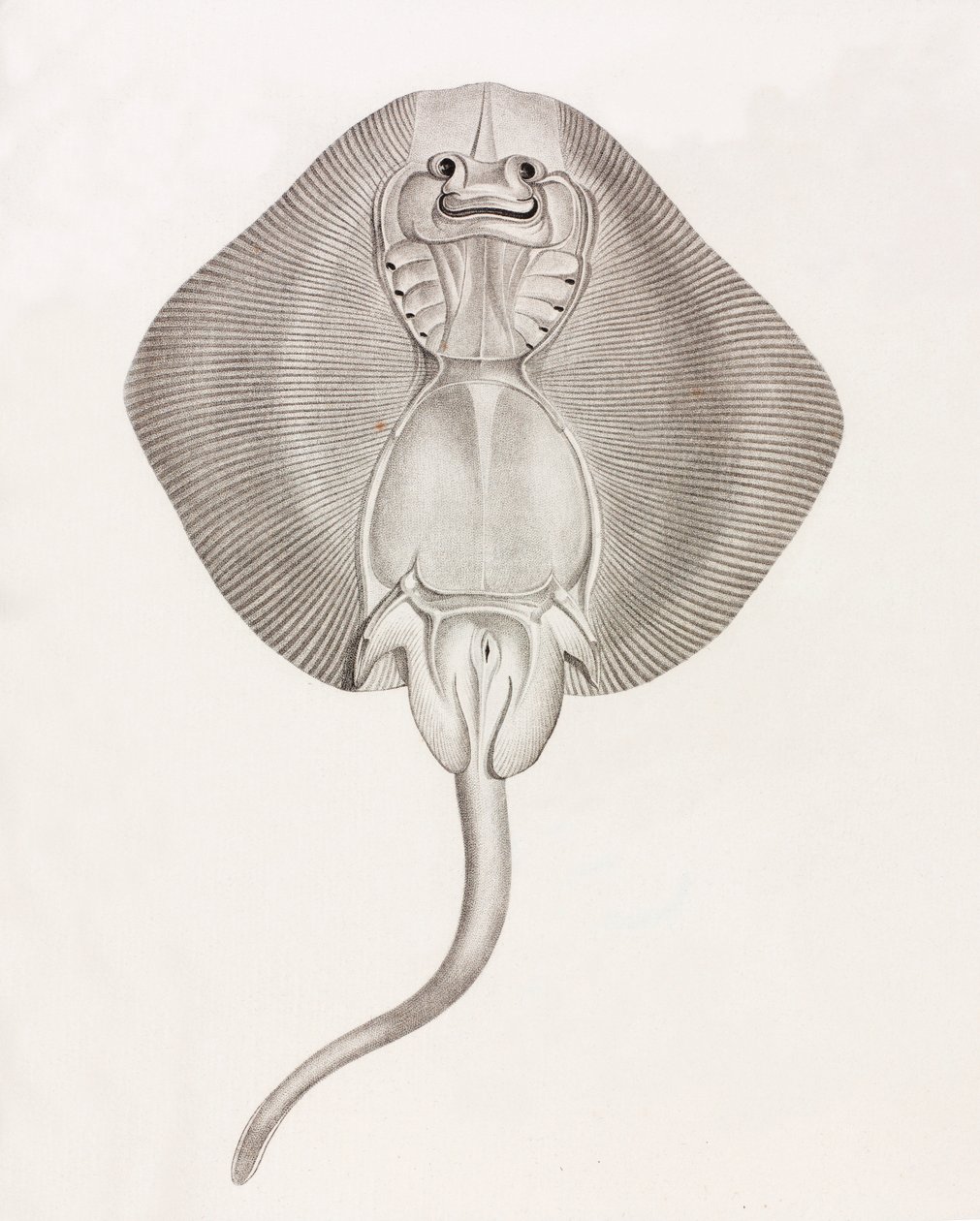 Banded Ray by Unbekannt