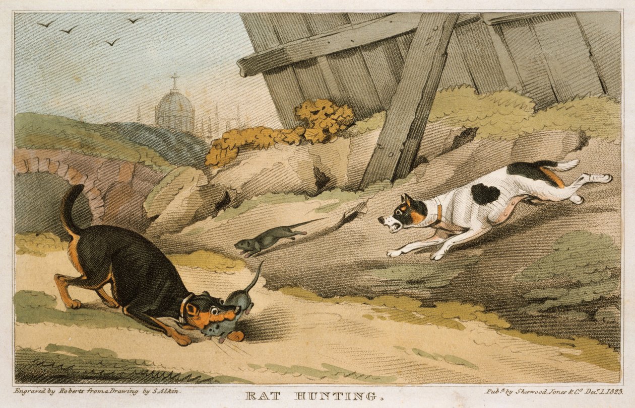 Rat Hunting, 1823 by Unbekannt