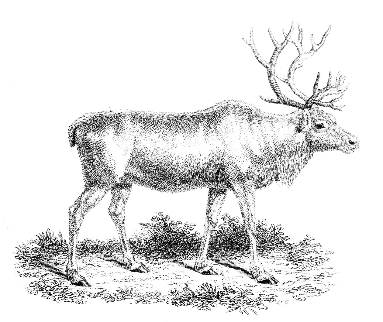 Reindeer, 19th Century by Unbekannt