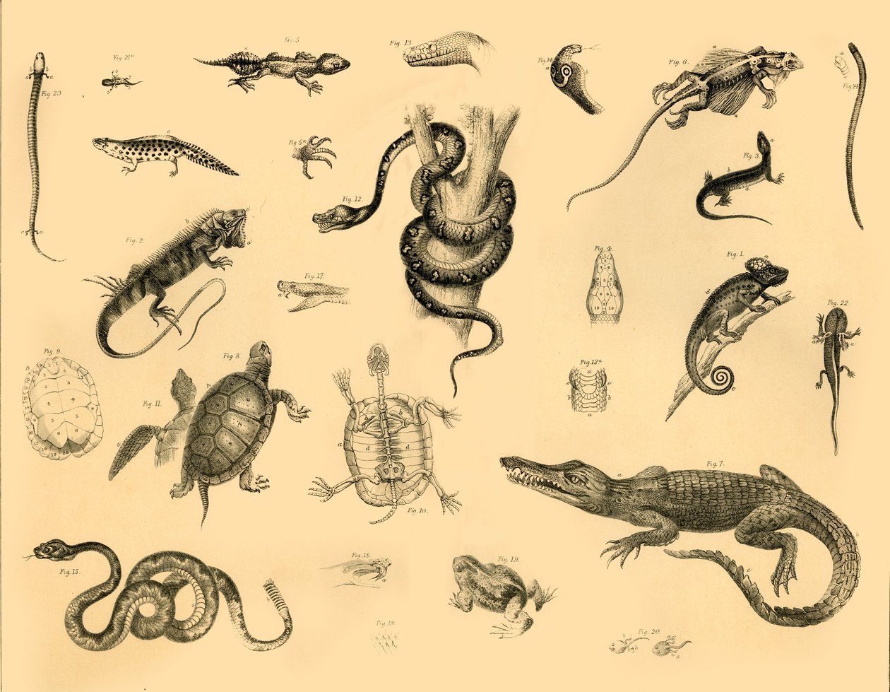 Reptiles by Unbekannt