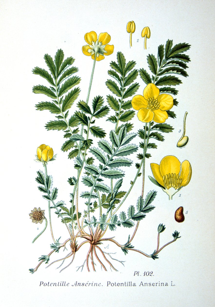 Silverweed by Unbekannt