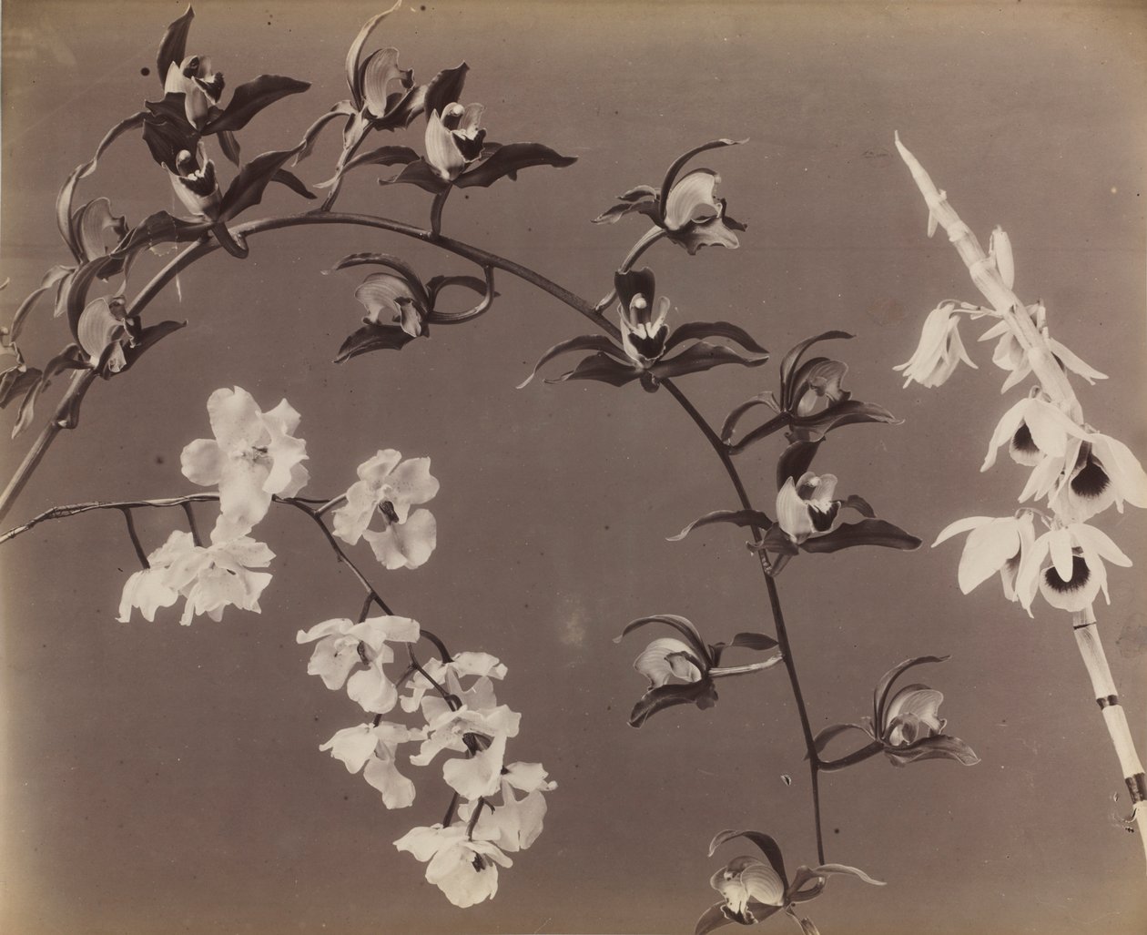 Study of Orchids by Unbekannt