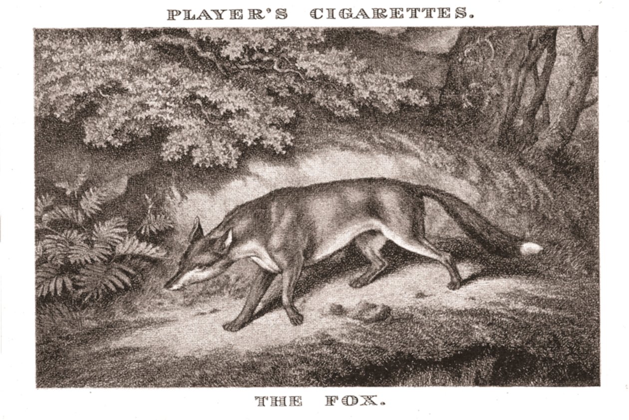 The Fox by Unbekannt