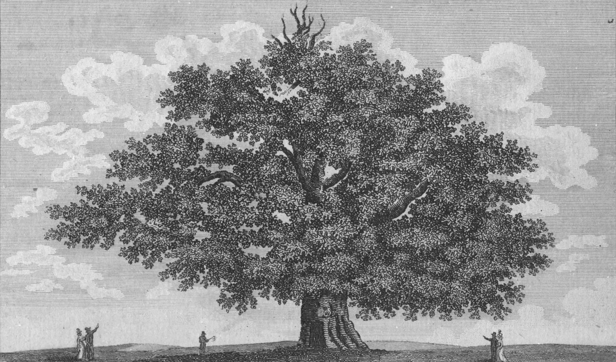 The Penshurst Oak by Unbekannt