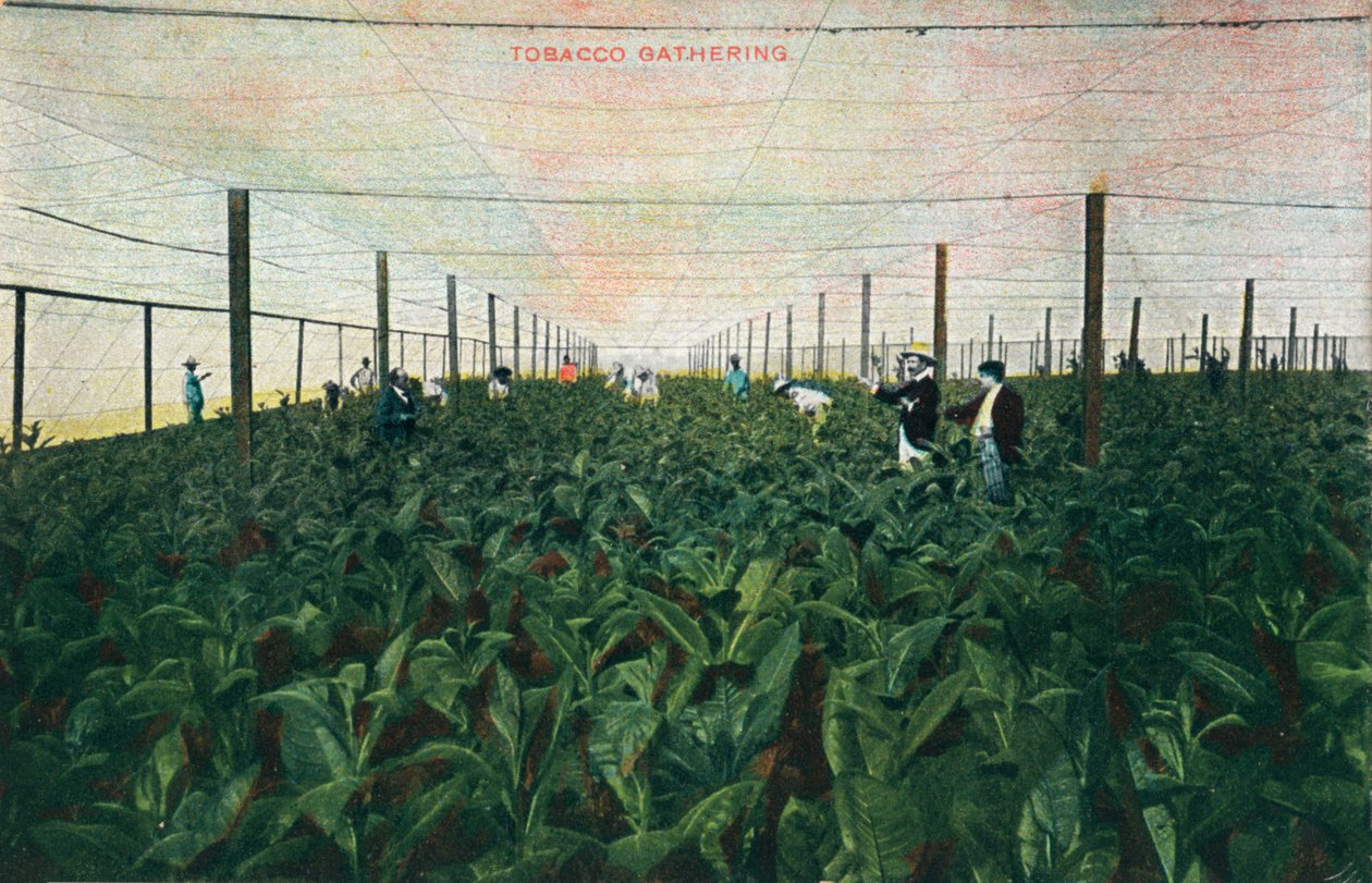 Tobacco Gathering by Unbekannt