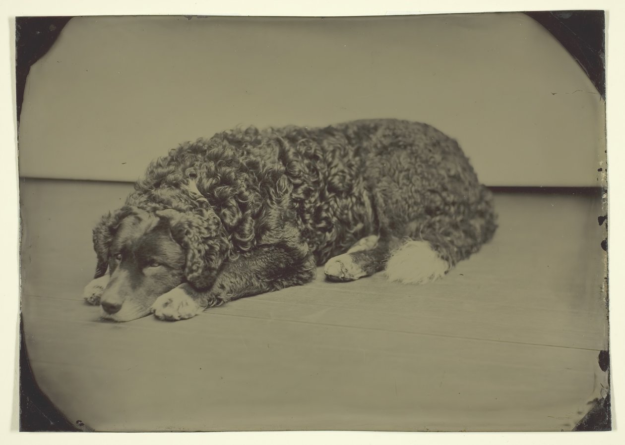 Untitled Dog, 1850-1899 by Unbekannt