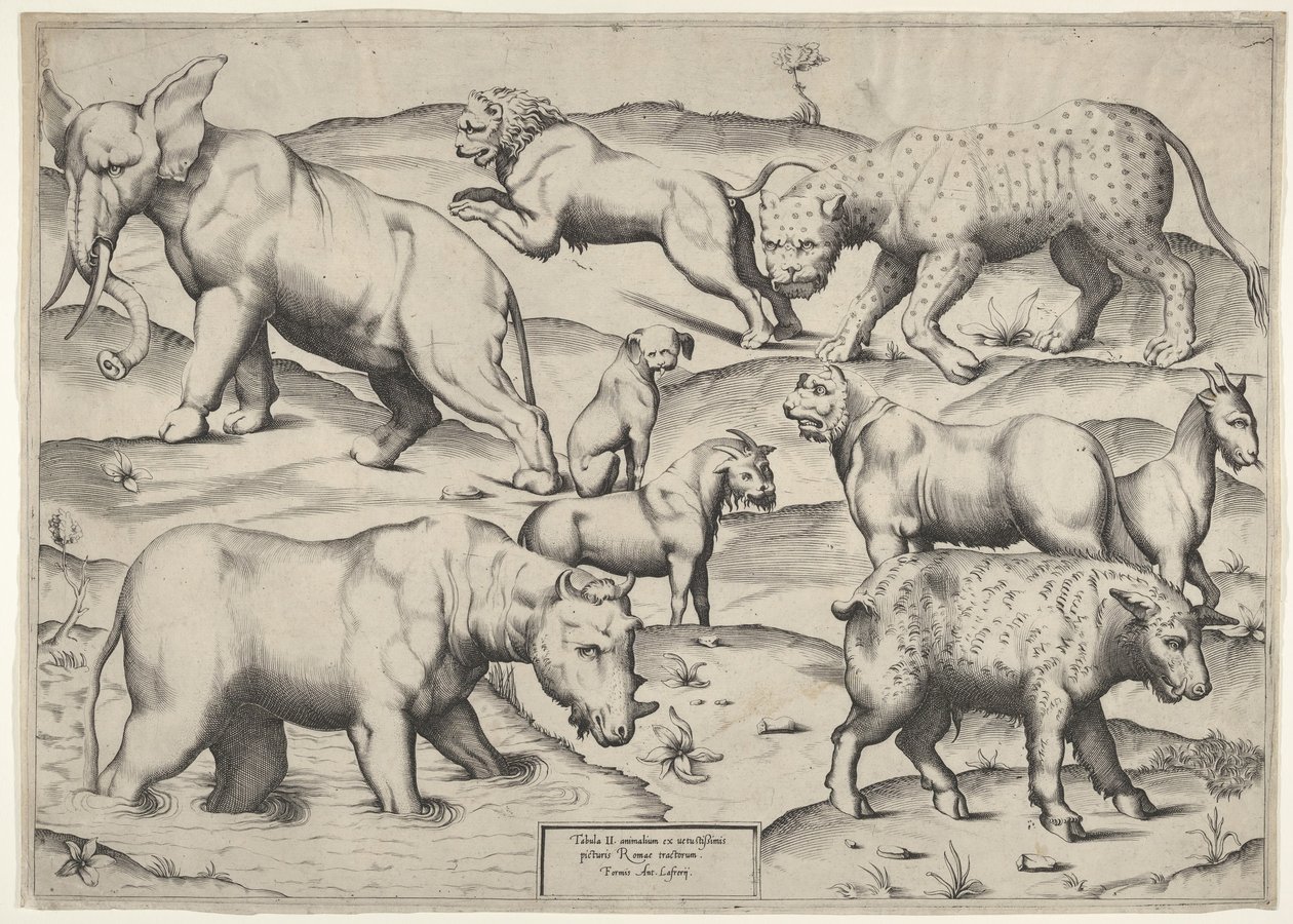 Various Animals by Unbekannt