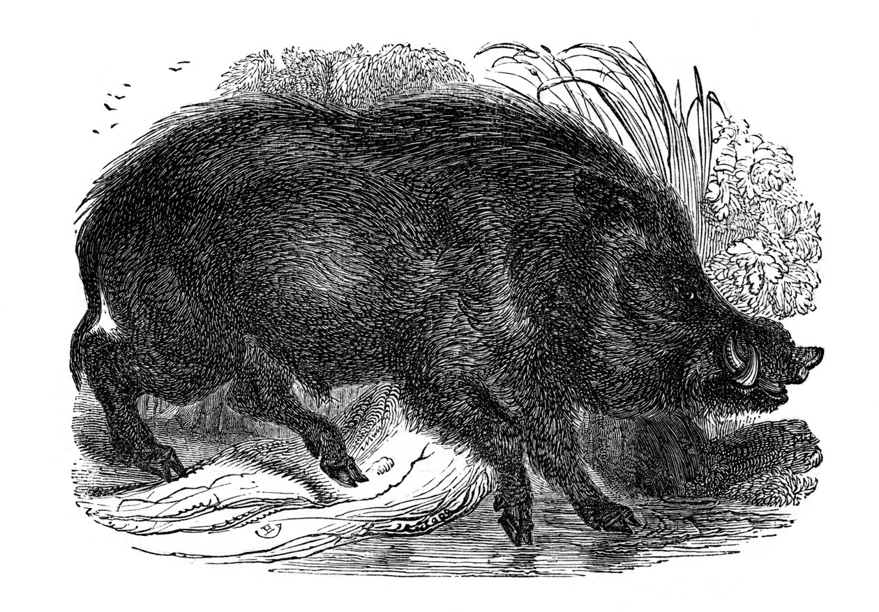 Wild Boar by Unbekannt