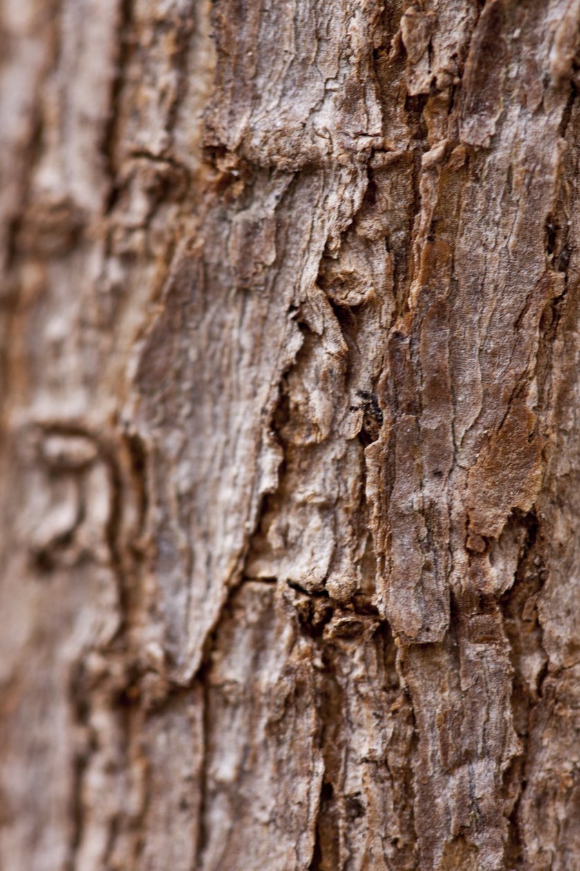 Bark II by Unbekannter Künstler