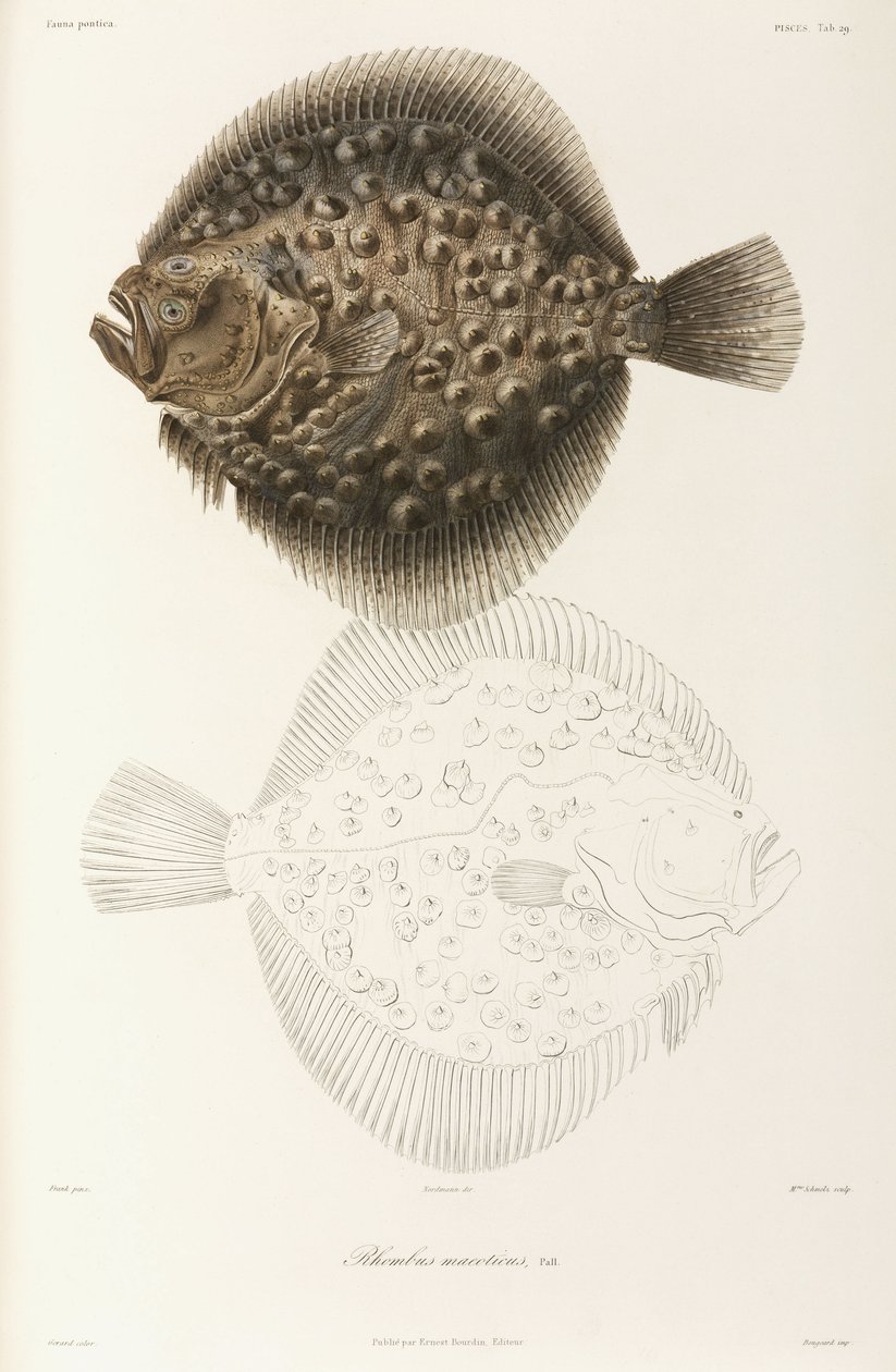 Black Sea turbot by Unbekannt