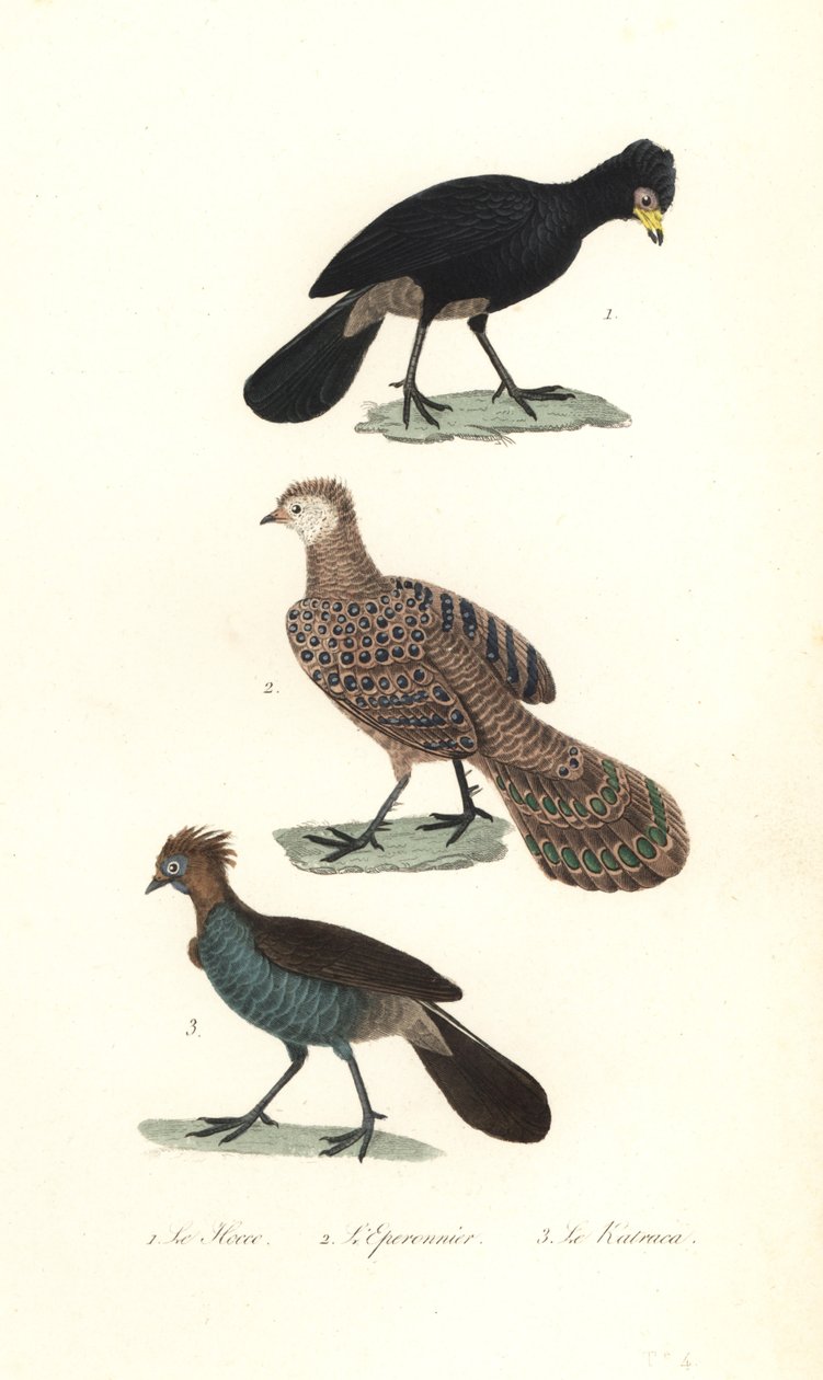 Black Curassow, Grey Peacock-Pheasant and Chachalaca by Unbekannter Künstler